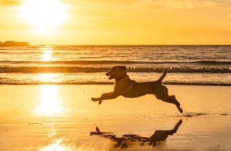 10 Canine-Pleasant Seashores The place Your Pup Can Run Free