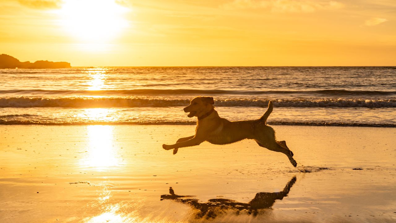 10 Canine-Pleasant Seashores The place Your Pup Can Run Free 10 Canine-Pleasant Seashores The place Your Pup Can Run Free