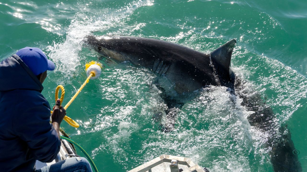 The World’s Shark Assault Hotspots Revealed: The place Ocean Thrills Include Actual Dangers