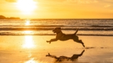 10 Canine-Pleasant Seashores The place Your Pup Can Run Free