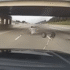 Watch the terrifying second thieves in Victoria stole a automobile with toddlers within the again